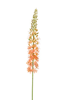 Emerald Kunstbloem Eremurus 105cm peach