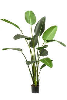 Emerald Kunstplant Strelitzia 230cm