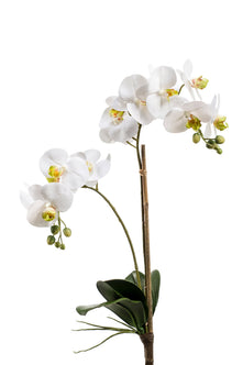 Emerald Kunstplant Phalaenopsis RT 65cm wit