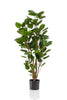 Emerald Kunstboom Polyscias 105cm