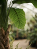 Emerald Kunstboom Bananenboom 210cm