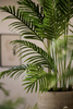 Emerald Kunstplant Paradise Palm 160cm