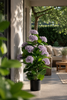 Emerald Kunstplant Hortensia in pot UV 90cm wit