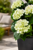 Emerald Kunstplant Hortensia in pot UV 90cm wit