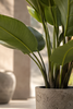 Emerald Kunstplant Strelitzia Nicolai 235cm