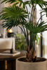 Emerald Kunstplant Livistona Palm 110cm