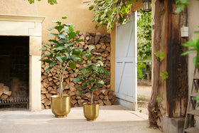 Emerald Kunstboom Ficus Lyrata 180cm