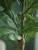 Emerald Kunstboom Ficus Lyrata 300cm